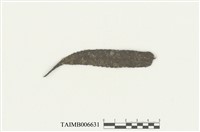 藏品(尖葉薄鱗蘚)的圖片